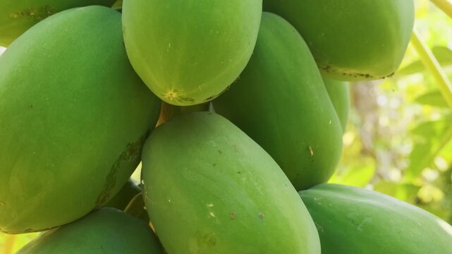 Green papaya fruits grow in dense cluster on papaya tree at farm in Phu Quoc, Vietnam. Tropical fruit cultivation, Vietnamese agriculture, fresh produce, organic farming and local food production
