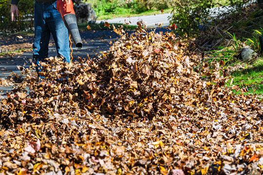 Using a leaf blower to collect fallen leaves into a pile
