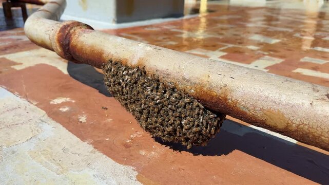 Honney bee claster at the pipe on board the ship