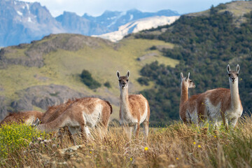 Guanacos, funny wild animals grazing near mountains of Patagonia, Lama guanicoe in Argentina © nexusby