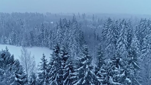 Aerial view of a dense coniferous forest blanketed in deep snow during a cold winter day in Latvia.