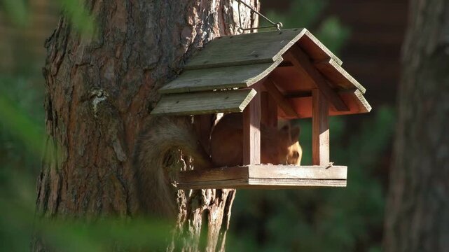 Eurasian Red Squirrel Sciurus Vulgaris Eating Sunflower Seeds Inside a Wooden Feeder House Mounted on a Pine Tree Trunk Concept of Feeding Animals in Nature