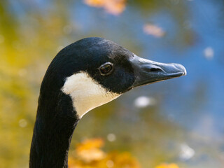 Close up profile portrait of Canada goose head near water © fotomaster