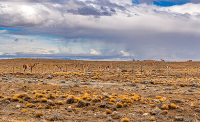 Scenic landscape of wild guanaco herd walking in dry grass reserve during outdoor travel trip in South America, Patagonia © Yuliko