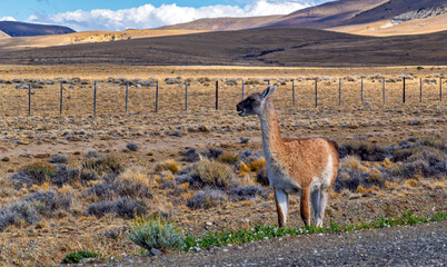 Authentic South American Wildlife of Cute Guanaco Standing Near Fenced Pasture in Dry Steppe of Southern Patagonia  © Yuliko