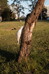 A cockatoo bird in the tree trunk. © AlexandraDaryl
