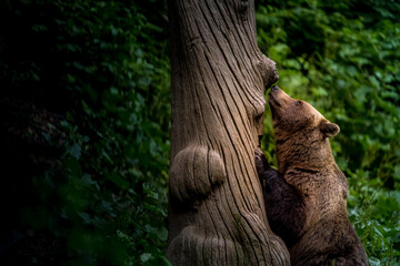 Brown bear sniffing a large tree trunk in a green forest © Andreea