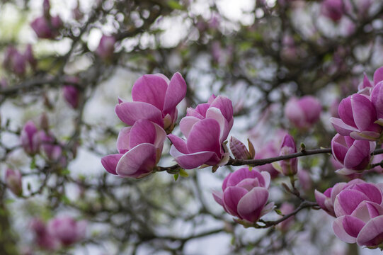 Magnolia soulangeana pink and white blossoms on tree branch with soft spring bokeh