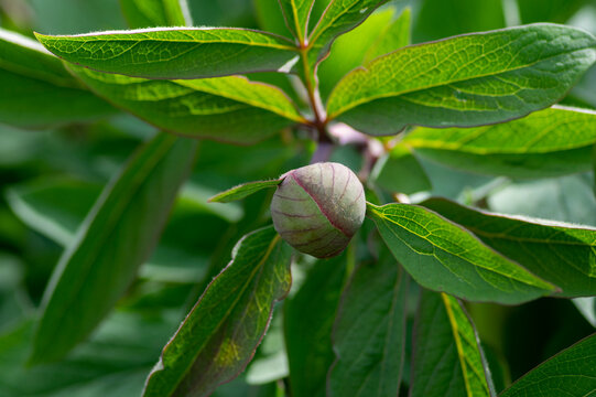Close up of a tree peony flower bud with purple pink veined outer petals on a woody stem surrounded by green foliage