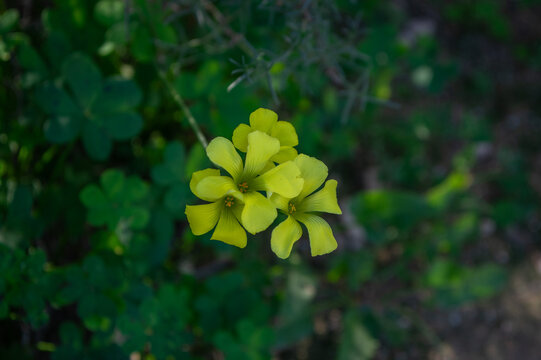 Bermuda Buttercup Oxalis pes-caprae blooming with yellow flowers in Mediterranean winter