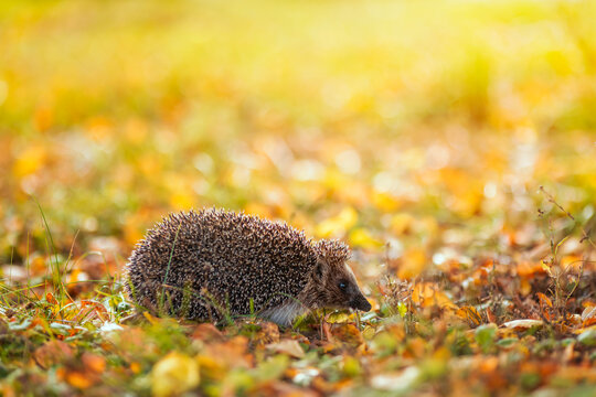  prickly wild hedgehog walks in the autumn garden among the fallen leaves
