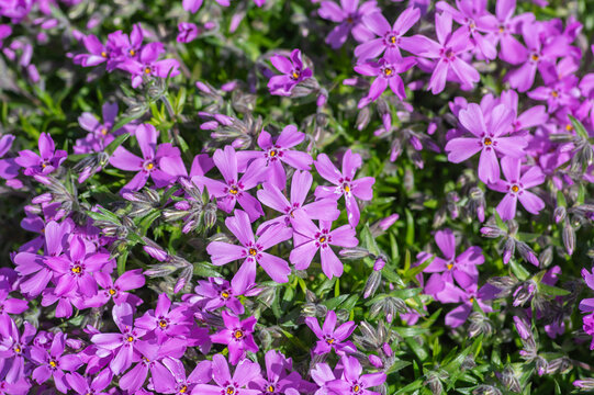 Blooming creeping phlox Phlox subulata cushion in spring rock garden
