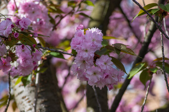 Prunus serrulata Kanzan pink cherry blossom clusters on branch in spring light