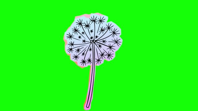 Dandelion flower seed head isolated on transparent background pastel gradient blowball weed nature flora vector illustration motion design element