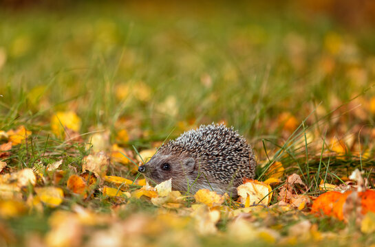 a prickly wild hedgehog walks in the autumn garden among the fallen leaves
