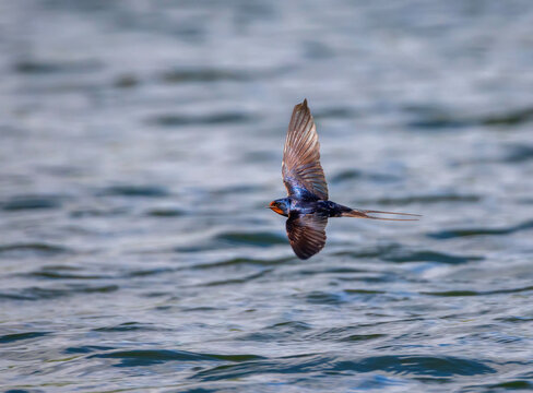 a barn swallow in flight against a blue sky and a body of water, with its wings spread out