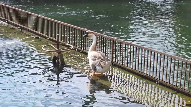 White goose swimming in the clear water of the historic Peschiera monumental pond in Santa Fiora, Tuscany, Italy