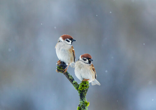 two sparrows sitting on a branch covered in green moss in a winter garden