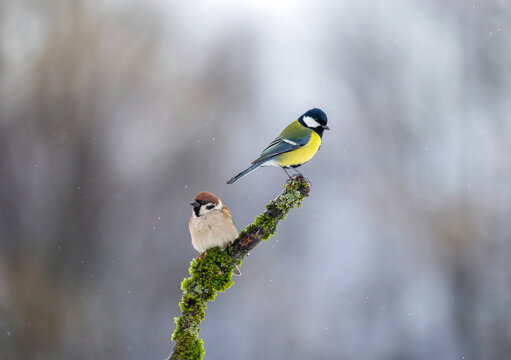 two birds&mdash;a sparrow and a tit&mdash;sit on a branch covered in green moss in a winter garden