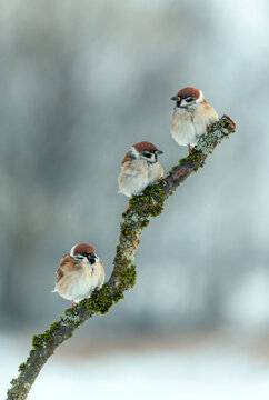 three sparrows sitting on a branch covered in green moss in a winter garden