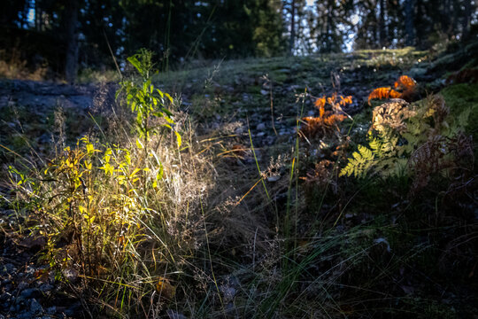 autumn leaves in the forest