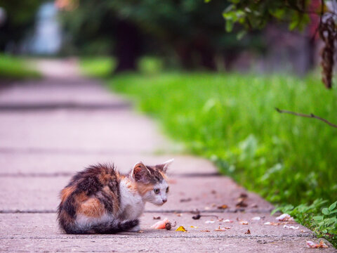 Small calico kitten sits on sidewalk, eyes wide with curiosity. It watches scattered food with cautious interest. Background blur shows green grass and distant car. Ideal for themes of street life