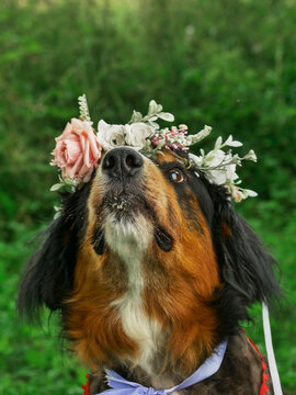 Cute Bernese Mountain Dog with floral crown in grass. Dog wears red collar and blue bowtie. Green grass surrounds dog. Dog looks proud with calm expression. Fancy stylish pet.