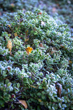 Delicate Frost on Wild Lingonberry Leaves