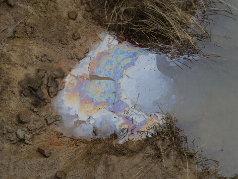 An iridescent, colorful oil slick floats on a puddle of water along a muddy bank next to dry grass