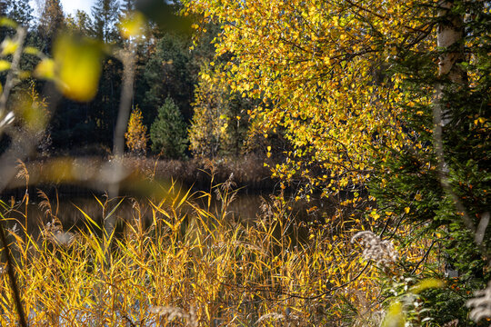Autumn&rsquo;s Secret Garden. Autumn leaves in the forest