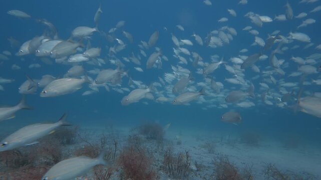 school of fish swimming in ocean with coral reef