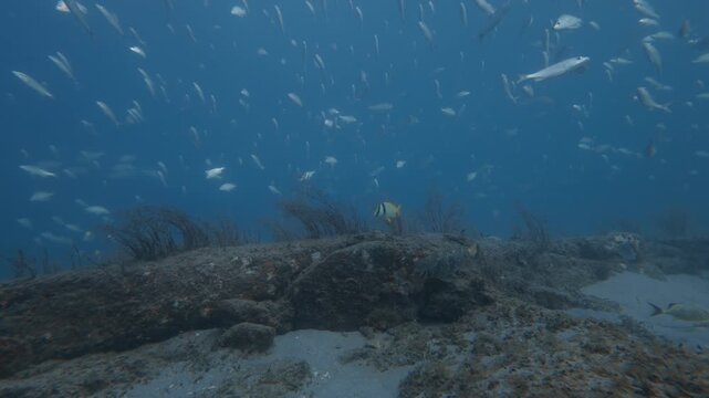 school of fish swimming in ocean with coral reef