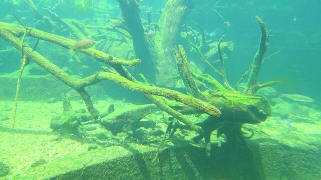 Freshwater fish swim past submerged branches and driftwood over a rocky riverbed in clear turquoise water, creating a tranquil underwater habitat scene