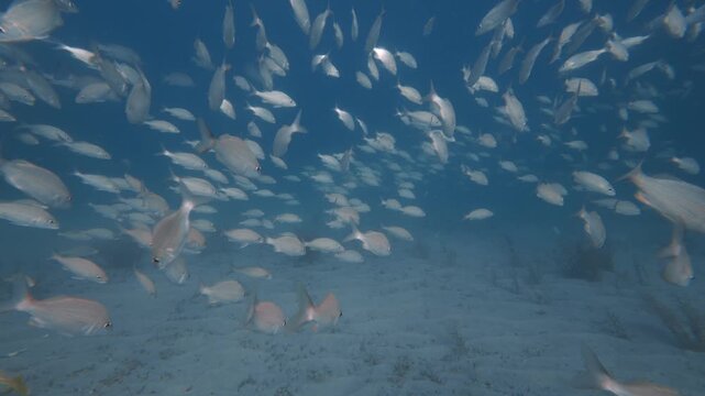 school of fish swimming in ocean with coral reef