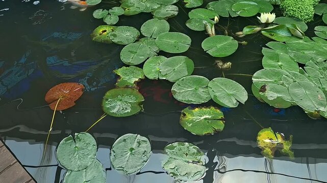 Agua en un estanque zen repleto de hojas de nen&uacute;fares verdes o lirios acu&aacute;ticos, habitado por varios peces koi y goldfish nadando entre la flora flotante