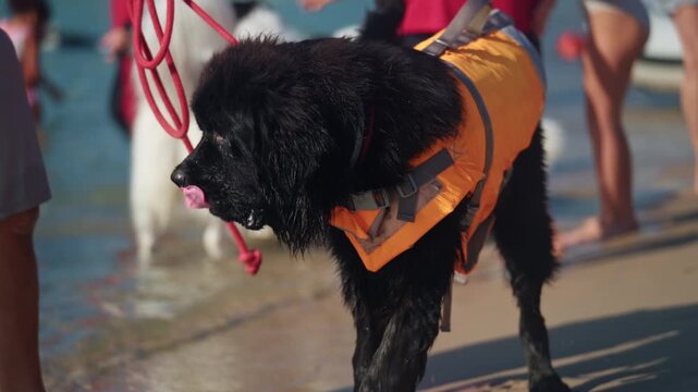 Wet black Newfoundland dog in an orange life vest shaking on the beach among handlers, other dogs and an inflatable boat, French Riviera, France.