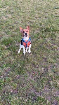 An excited Jack Russell Terrier barks and jumps on the green grass in the park. Walking pet