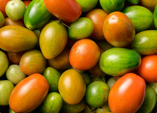 Fresh garden tomatoes Solanum lycopersicum ripening in mixed colors.