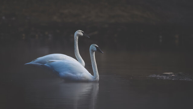 Pair of tundra swans swimming on dark calm water