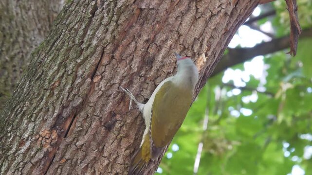 The grey-headed woodpecker eating insects on a tree (Picus canus). Male Woodpecker anchored on a tree and eating insects