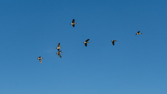 Flock of birds flying across a clear blue sky with varied wing positions in a wide aerial wildlife scene