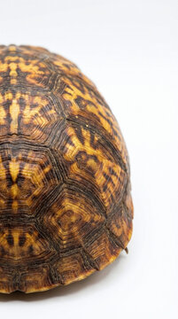 Closeup of tortoise shell with yellow and brown patterned carapace against white background