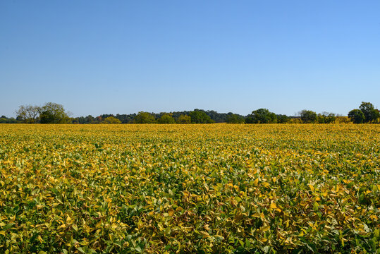 Field of yellowing ripened soybean plants in the golden afternoon autumn sun. Glycine max commonly known as soybean in North America or soya bean, is a species of legume grown for its edible bean. 