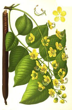 Medicinal plant, tubular cassia or tubular cassia, also purgier cassia, fisett's cassia or pudding-pipe tree (Cassia fistula), Historical, digitally restored reproduction from an 18th century original