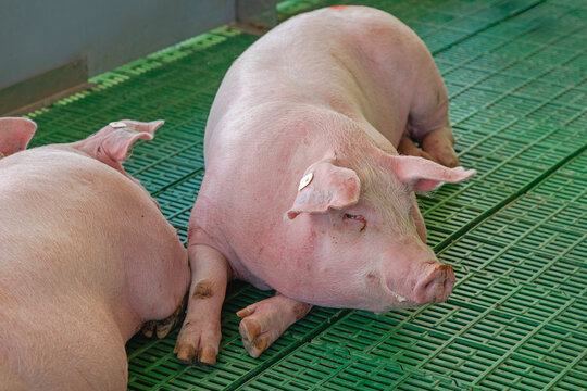Large Pigs Laying Down at Slatted Plastic Floor Modern Farm Equipment