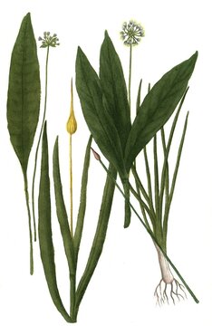 Alpinum (Allium) pallustre, Allium sylvestre, Garlic, Historic, digitally restored reproduction of a 19th century original