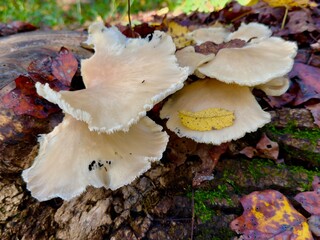 shelf fungus © darrell