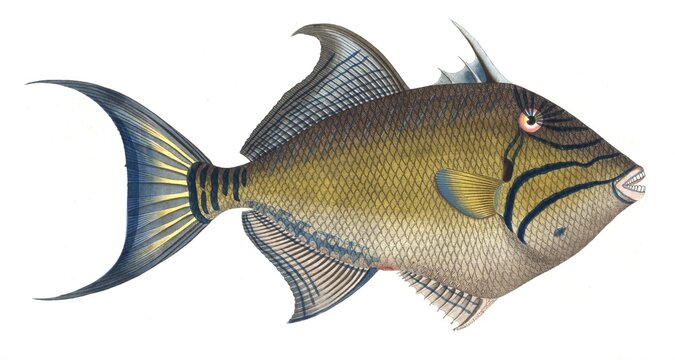 Fisch, Fische, Balistes vetula, das alte Weib, the Old-Wife, Historic, digitally restored reproduction from a 19th century original, Record date not stated