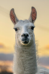 Llama Portrait at Sunset  Close-up portrait of a white llama looking directly at the camera against a softly blurred golden sunset. Its expressive face and upright ears stand out against the warmth © olekristian
