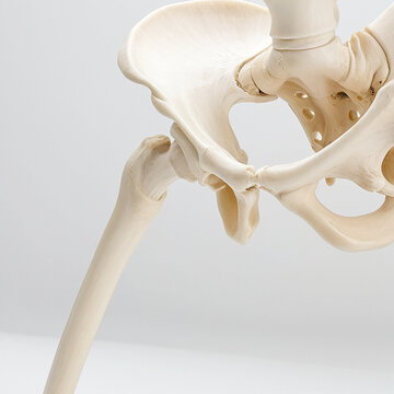 Human hip joint bones showing femoral head and acetabulum, front oblique view, realistic anatomical model on white background